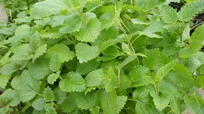 Мята болотная (Mentha pulegium) - Мята болотная - Многолетники - Каталог -  LESKOVO-PITOMNIK.ru