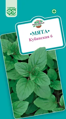 🌱 Мята перечная Aalbes по цене от 300 руб: саженцы, рассада - купить в  Москве с доставкой - интернет-магазин Все Сорта