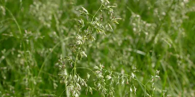 Мятлик луговой (Poa Pratensis) — Многолетний озимый  корневищно-рыхлокустовой низовой злак