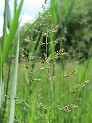 Мятлик луговой (Poa pratensis) - PictureThis