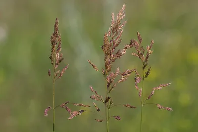 MW0602626, Poa pratensis (Мятлик луговой), specimen