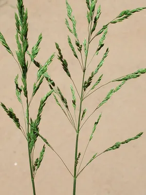 Мятлик луговой (Poa Pratensis)