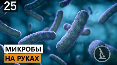 Что такое микробы: о видах, среде обитания и уничтожении микробов