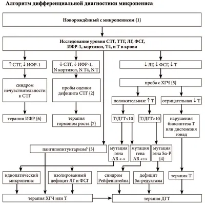 Микропенис: принципы диагностики и лечения | Экспериментальная и  клиническая урология