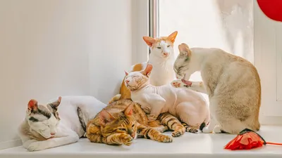 🤩Котик в шапке мишки🥐 | Детеныши животных, Очаровательные котята, Милые  детеныши животных