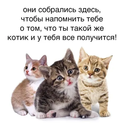 Милые коты - 65 фото