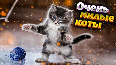 Открытки с котами (набор -20%) Милые котята. Шерлок купить в  интернет-магазине Ярмарка Мастеров по цене 100 ₽ – K7TLIRU | Открытки,  Москва - доставка по России