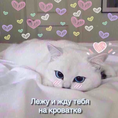 Kitten with a heart. Котик с сердечком. PNG. в 2023 г | Детские  иллюстрации, Самые милые животные, Милые обои