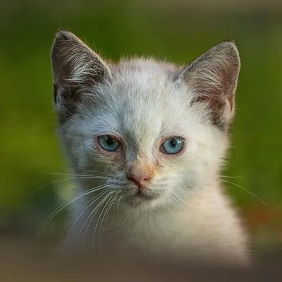 Какие милые котики! Редкие дымчатые леопарды появились в зоопарке  Вашингтона (ВИДЕО)