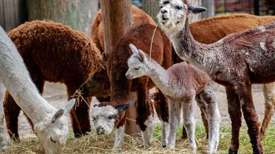 Мимишные котята,лисичка и панда.Не надо кормить: 750 KGS ▷ Игрушки |  Лебединовка | 65231760 ᐈ lalafo.kg