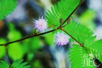 МИМОЗА \"ACACIA DEALBATA\": купить мимозу (Acacia Dealbata) почтой | PLOD.UA