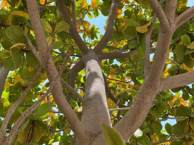 Миндальное дерево с фруктами Стоковое Изображение - изображение  насчитывающей завод, валы: 137995433