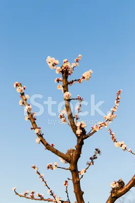 Миндальное дерево плоды (82 фото) - 82 фото