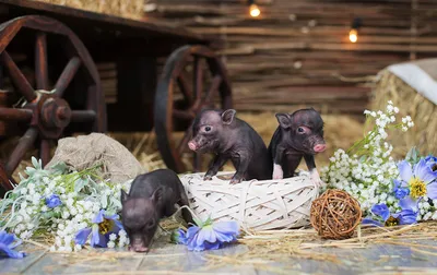 Photo of the Day: Mini Pig in Hannover Zoo - DER SPIEGEL