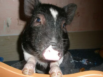 File:Mini Pig.jpg - Wikimedia Commons