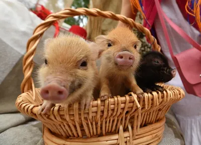 12 Things to know before adopting a mini pig