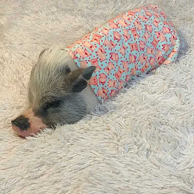 Cute smiling pink mini pig, background blurred Stock-Foto | Adobe Stock