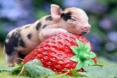 Research animals - Aachen Mini Pig