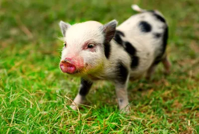 Mini pig piglet -Fotos und -Bildmaterial in hoher Auflösung – Alamy