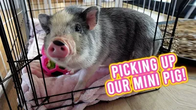 What It's Like Having a Mini Pet Pig - Caring for Miniature Pigs