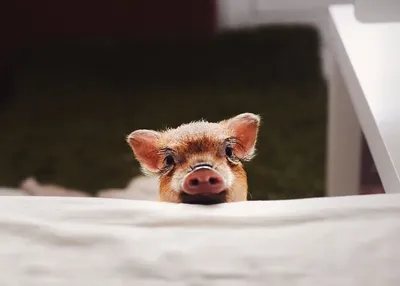 Premium Photo | This is a cute mini pig the size of a thumb with a blurry  generative ai