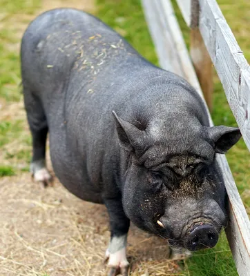 Mini-pig rescued from highway rest stop in B.C. | CTV News