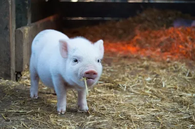 Sanctuary owners say too many people are falling for the 'mini pig' fad |  CBC News