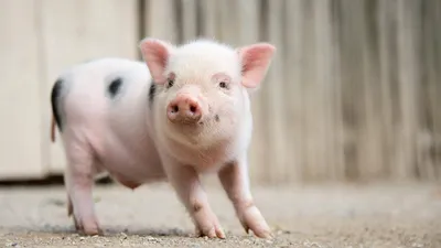 The Big Problem With Mini-Pigs