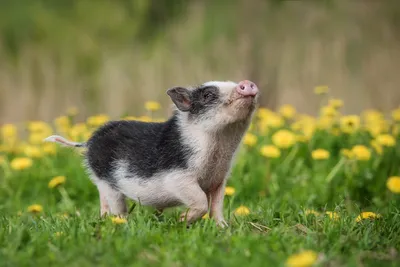 Mini pig walking on the field with dandelions Stock-Foto | Adobe Stock