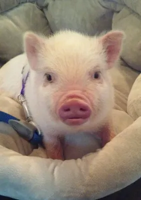 Mini pig | Porcos fofos, Porcos de estimação, Animais de estimação  engraçados