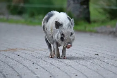 Pig Harness, Pig Harness With Two Buckles, Mini Pig Harness, Adjustable Pig  Harness, Pig Leash, Miniature Pig Harness - Etsy