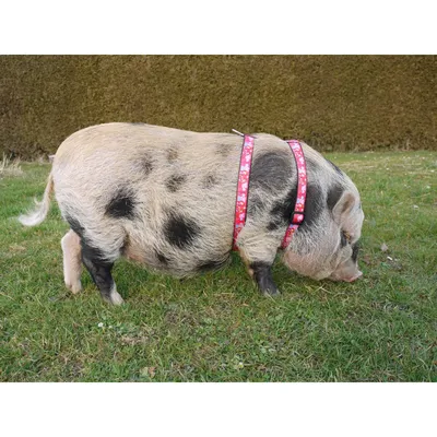 2 Mini Pig Schweinchen Minipig in Brandenburg - Zossen | eBay Kleinanzeigen  ist jetzt Kleinanzeigen