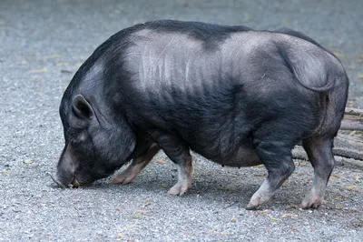 Das Mini-Pig: kleines Schwein ganz groß