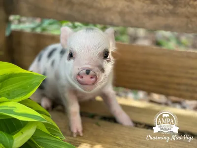 Mini Pig Bernerd