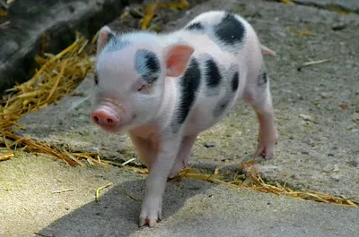 Mini pig -Fotos und -Bildmaterial in hoher Auflösung – Alamy