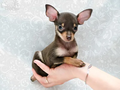 Той терьер | Miniature pinscher dog, Russian toy terrier, Baby animals  super cute