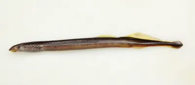 Что на фото? - Миноги – паразитический вид морских животных. Минога  (Lamprey) дословно переводится как «лижущий камень», из-за своей  способности присасываться к твердым поверхностям. Хотя хорошо известны и  другие виды миног, которые