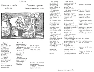 Comenius. Orbis pictus. Ян Амос Коменский. Мир чувственных вещей в картинках