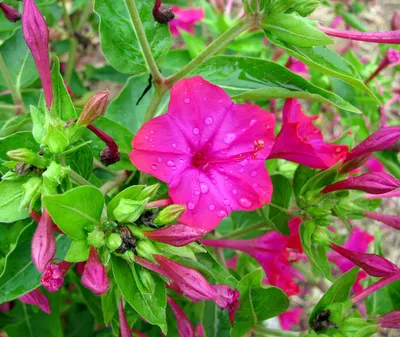 Mirabilis jalapa - Изображение особи - Плантариум