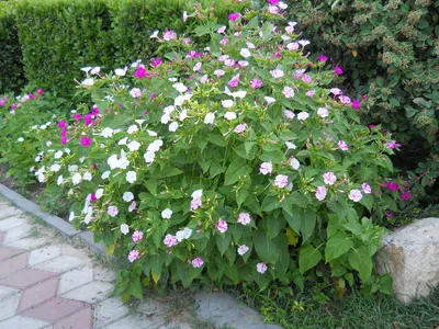 Mirabilis jalapa - Изображение особи - Плантариум