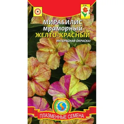 Mirabilis jalapa - Изображение особи - Плантариум