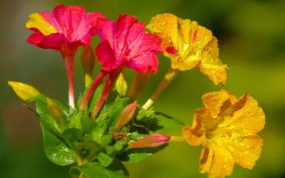 Mirabilis jalapa - Plant Safely in Drought-Tolerant Landscapes