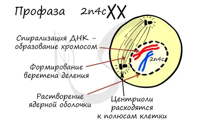 что такое Митоз и Мейоз? | Пётр Попов | Дзен