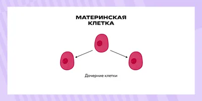 Атипичный митоз | MyPathologyReport.ca