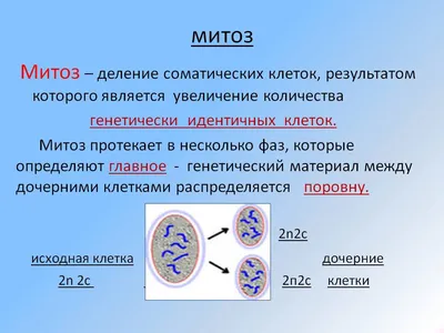 16. Клеточный цикл. Репликация ДНК: Клеточный цикл