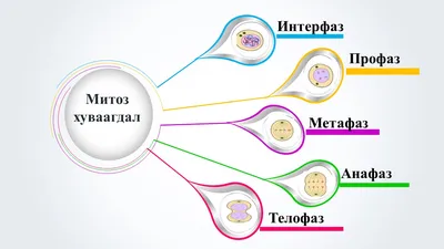 Митоз: последовательность процесса и факты - Медицина - Наука - Каталог  статей - Блог Ильи Винштейна