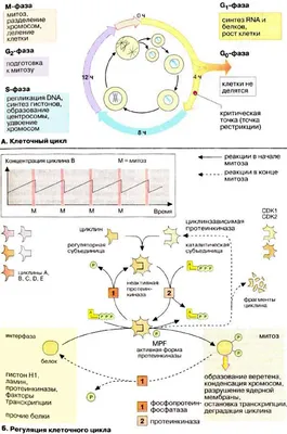 митоз | PDF