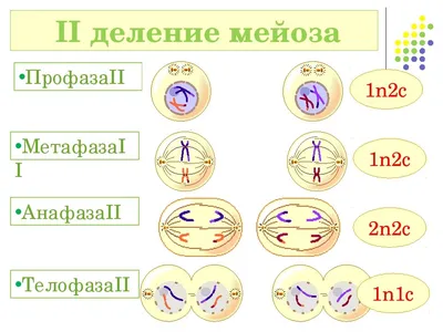 17. Простое бинарное деление. Митоз. Амитоз