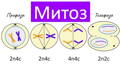 Митоз и мейоз | ВКонтакте