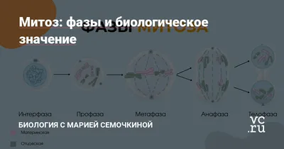 МИТОЗ И МЕЙОЗ - онлайн-пазл